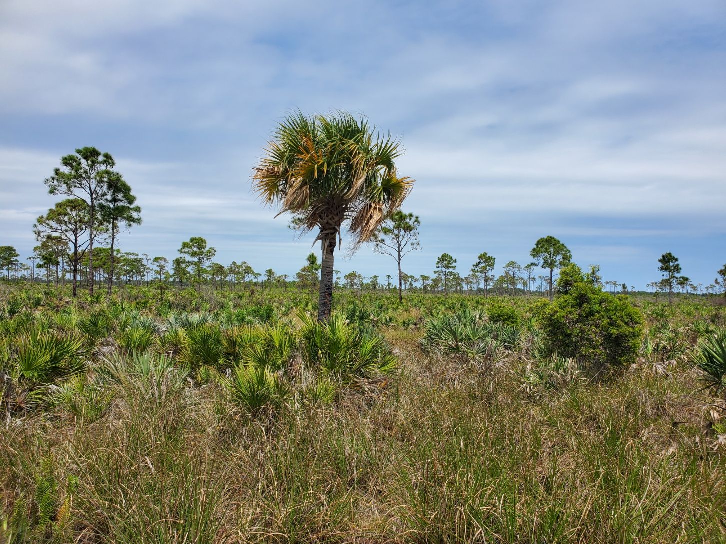 POTA Activation #7 – Savannas Preserve State Park (FL) (4/4/2022)