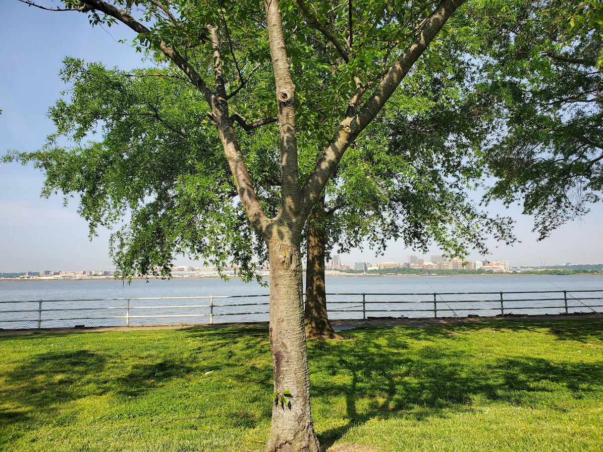 POTA Activation #57: A Commute to Work CW 2-fer on 40m (DC) (5/12/2023)